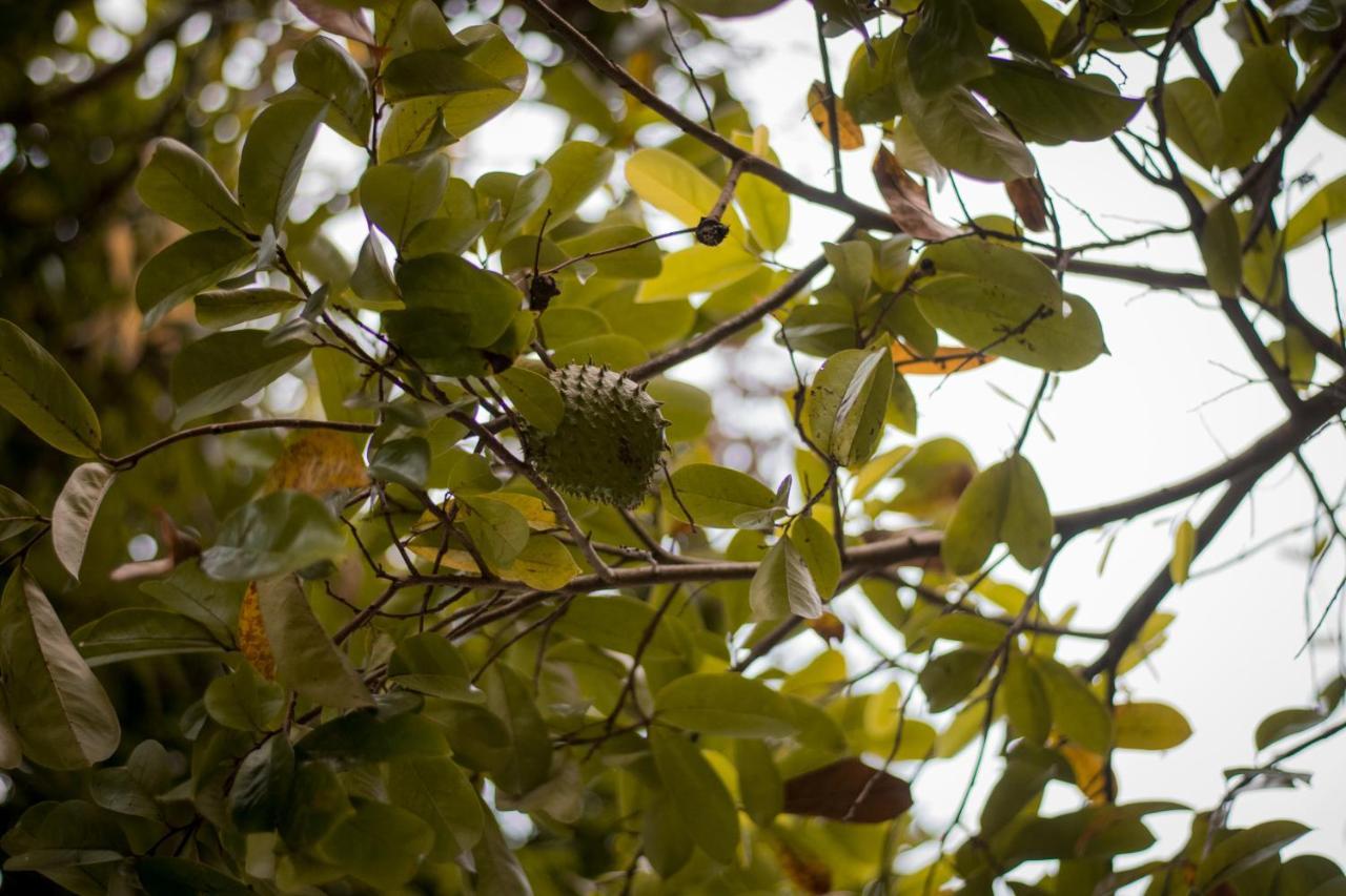 Entre Bosques Tayrona Villa ลอสนารานฆอส ภายนอก รูปภาพ