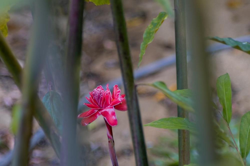 Entre Bosques Tayrona Villa ลอสนารานฆอส ภายนอก รูปภาพ